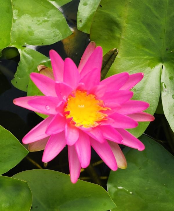 Pink Splash