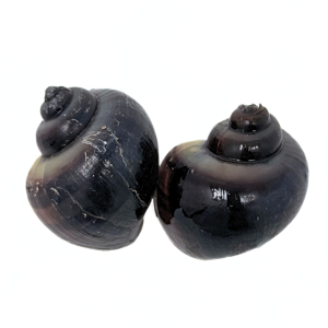 Purple Black Mystery Snail (Pomacea bridgesii)