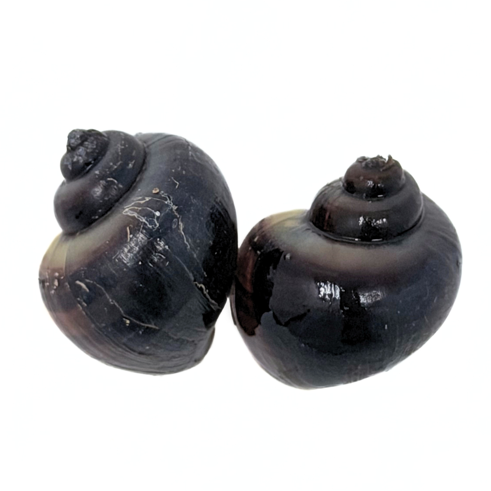 Purple Black Mystery Snail (Pomacea bridgesii)