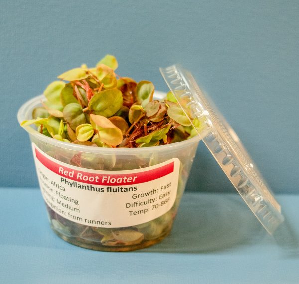 Red Root Floater (Phyllanthus fluitans) - Image 3