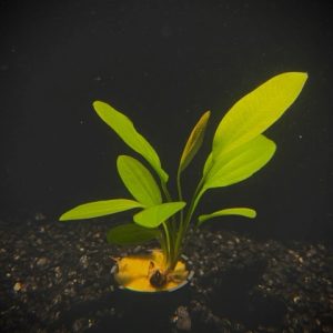 Potted Rose Sword (Echinodorus Rose)