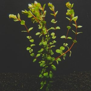 Rotala Vietnam