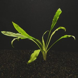 Cryptocoryne Costata