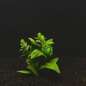 Staurogyne Repens Clump