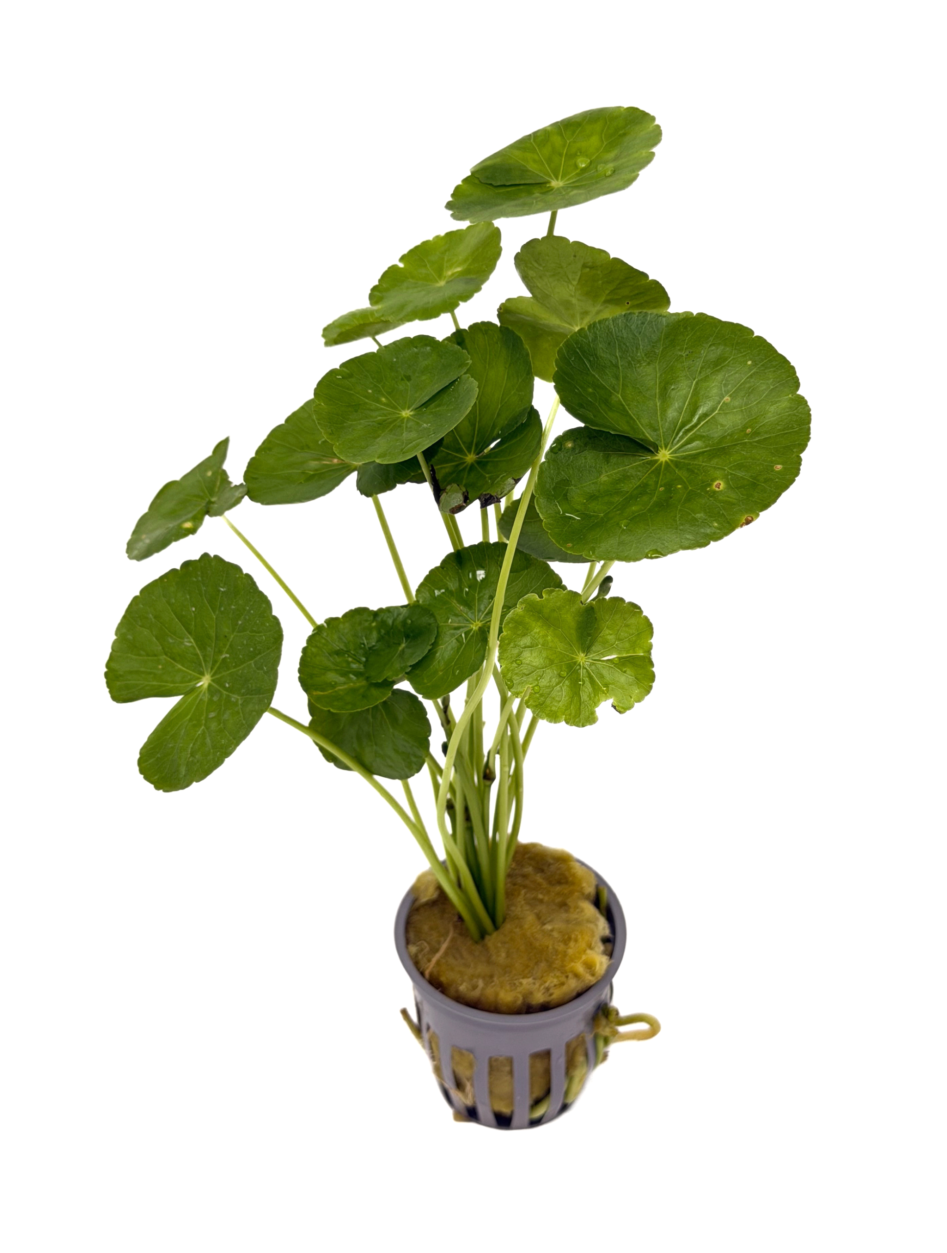 Potted Pennywort - Brazilian (Hydrocotyle leucocephala) - Image 2