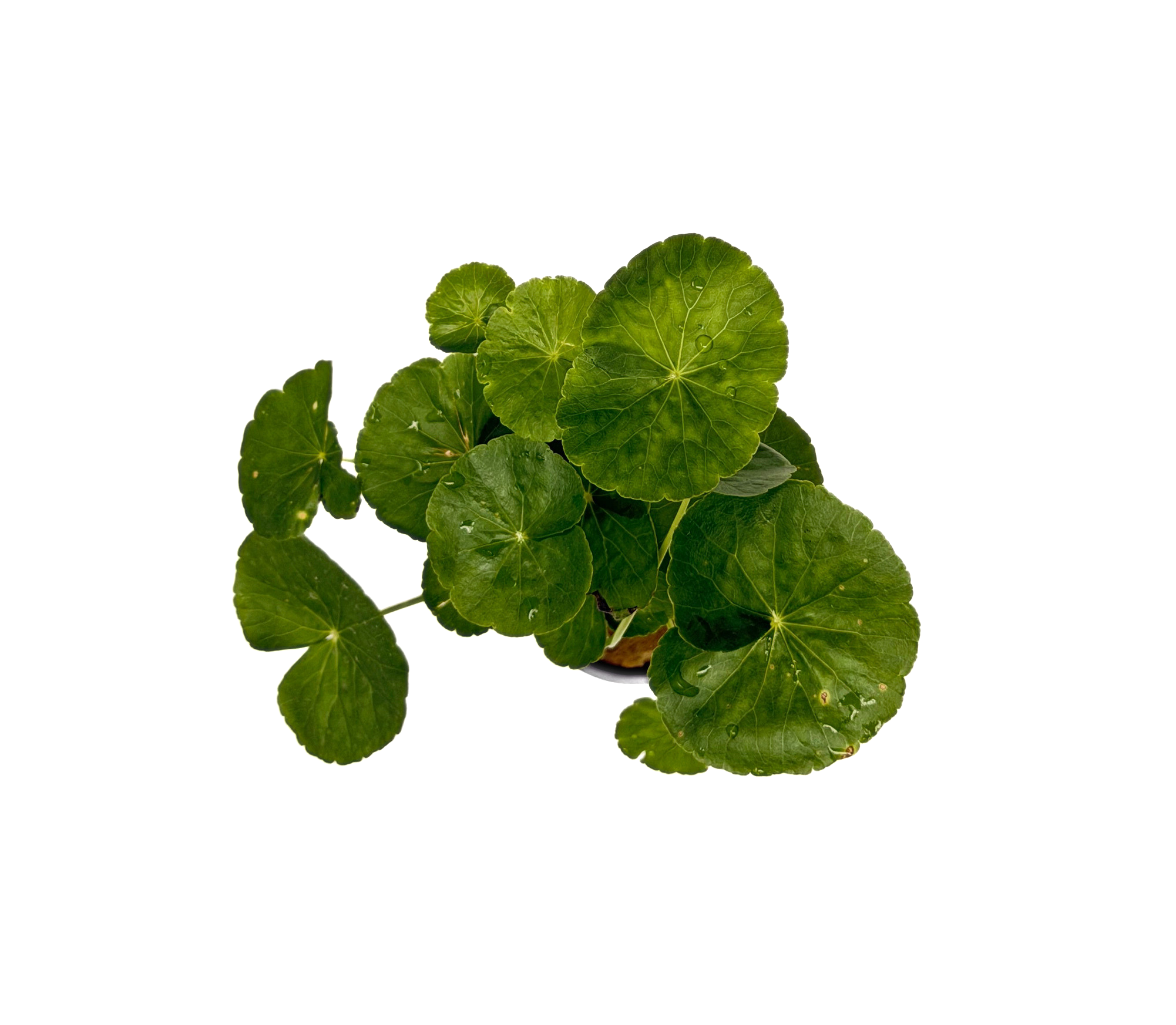 Potted Pennywort - Brazilian (Hydrocotyle leucocephala) - Image 3