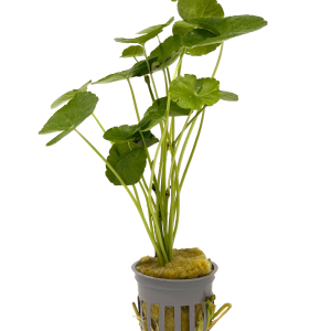 Potted Pennywort - Brazilian (Hydrocotyle leucocephala)