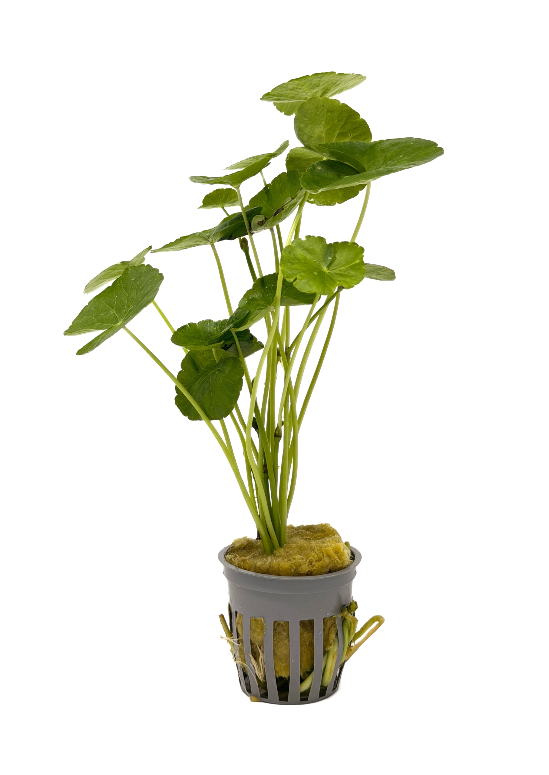 Potted Pennywort - Brazilian (Hydrocotyle leucocephala)