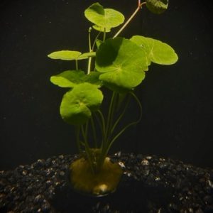 Potted Pennywort- Brazilian (Hydrocotyle leucocephala)