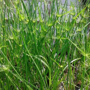 Papyrus- Dwarf (Cyperus haspans) 2" Pot