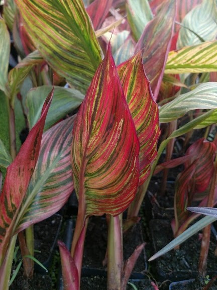 Canna- African Sunset 2" Pot