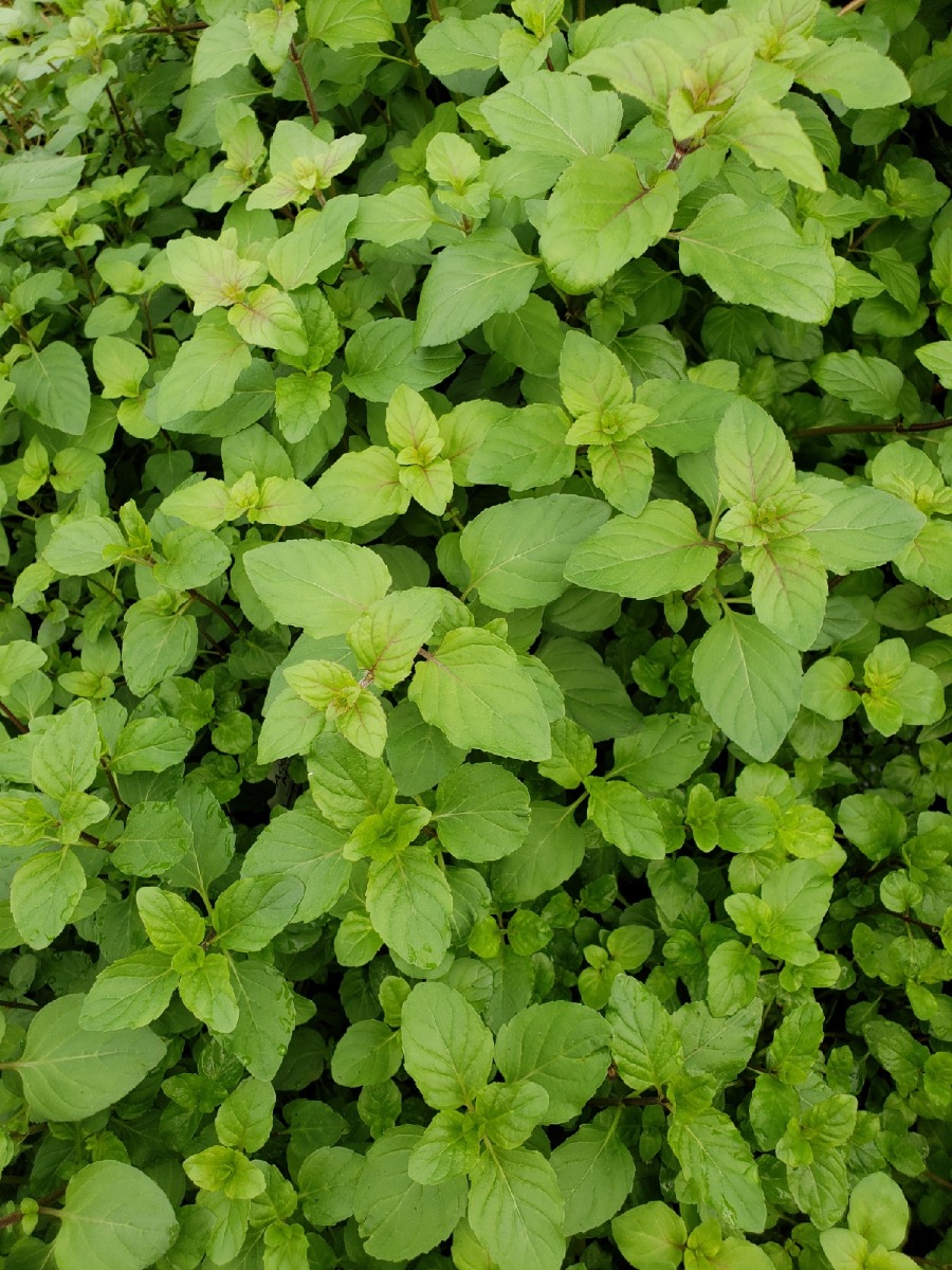Mint- Aquatic (Mentha aquatica) 2" Pot