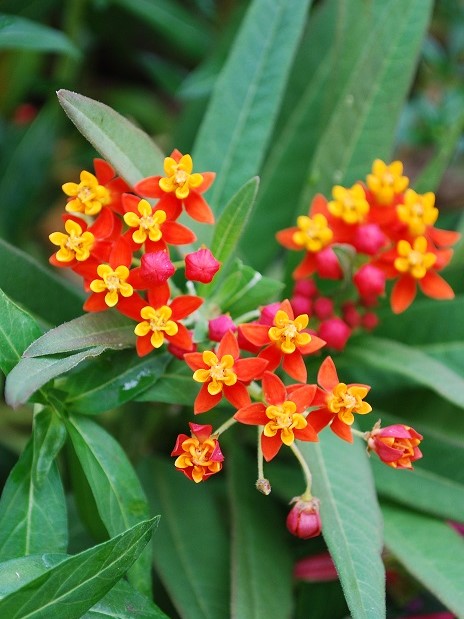 Mexican Butterfly Weed (Asclepias curassavica) 2" Pot