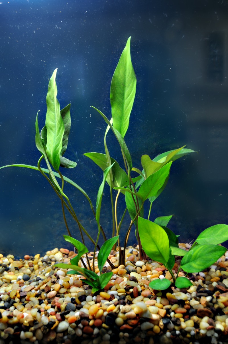 Anubias Assorted