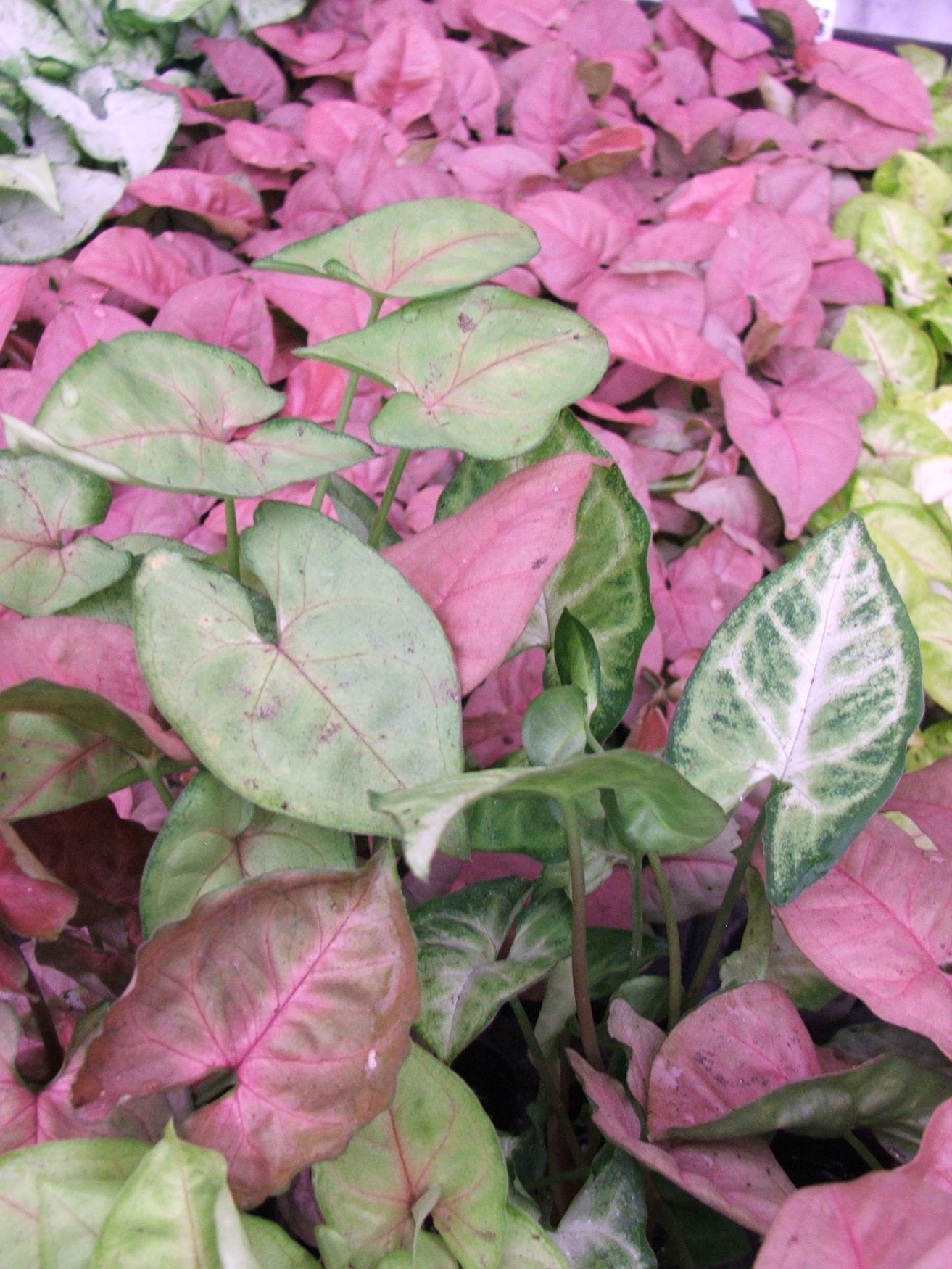 Arrowhead (Syngonium sp.)
