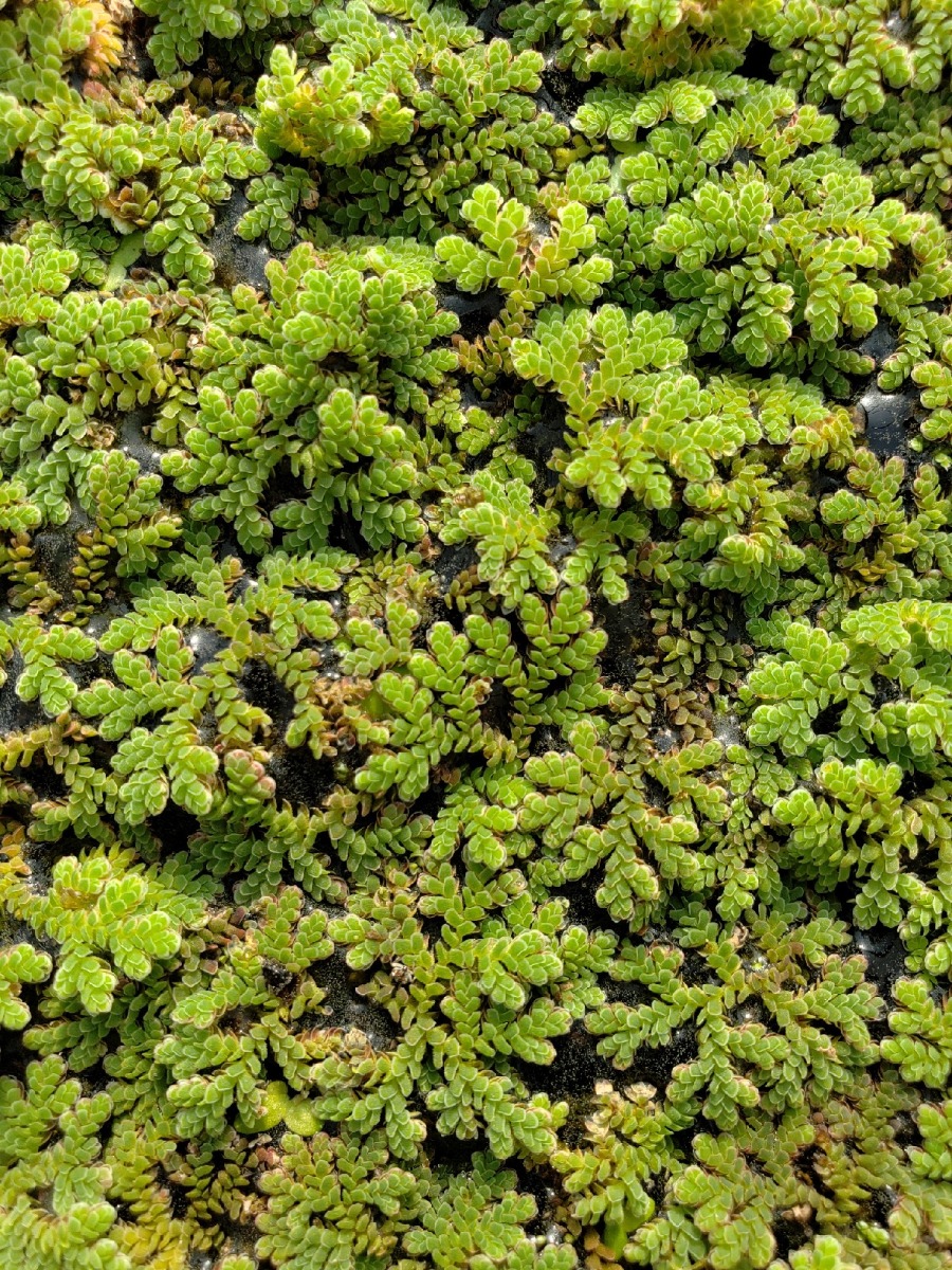 Azolla (Azolla Caroliniana)