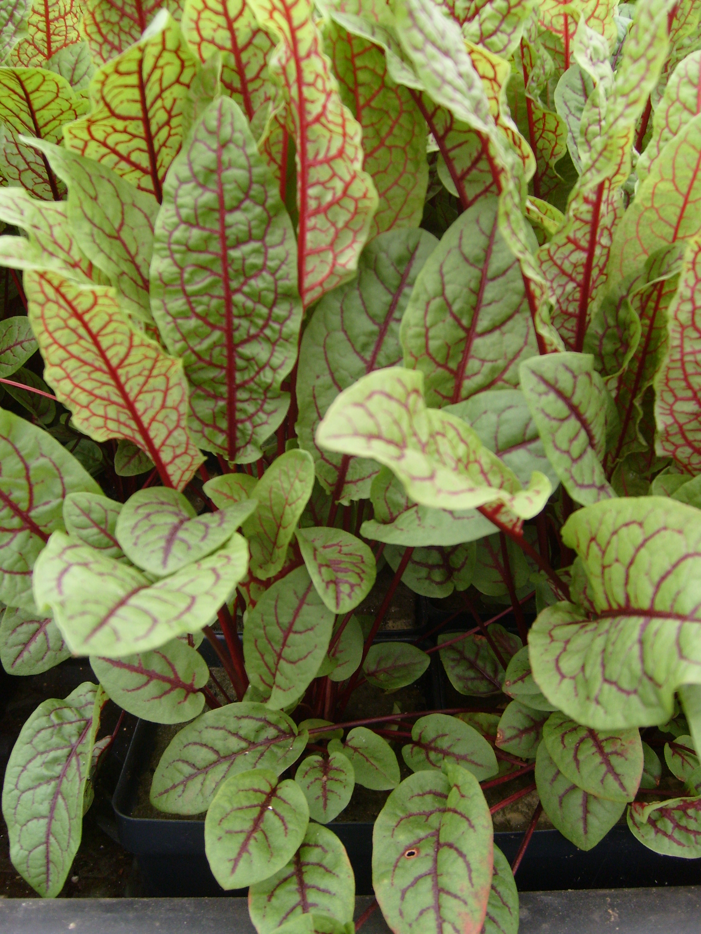 Bloody Dock (Rumex sanguineus 'Bloody Dock') 2" Pot