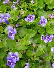 Blue Moneywort (Lindernia grandiflora) 2" Pot