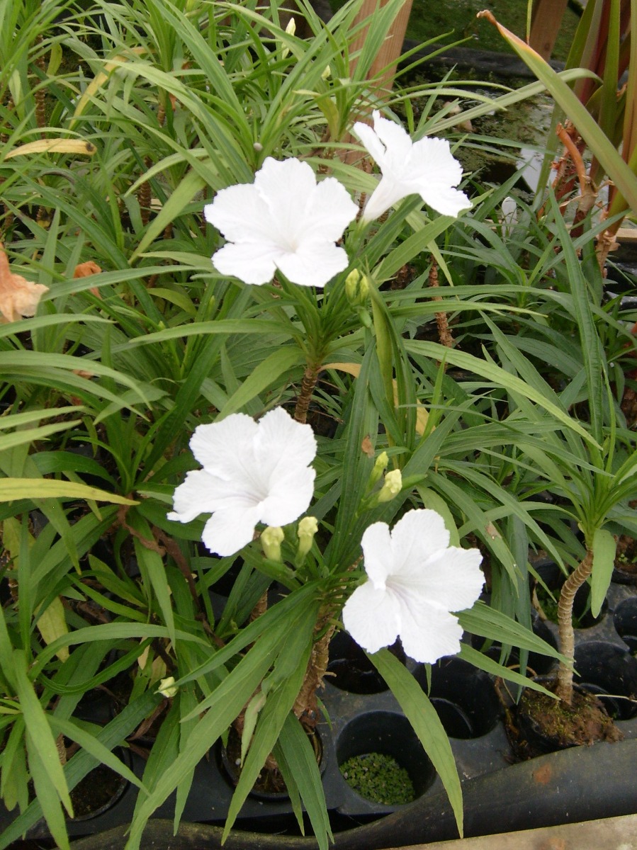 Bluebell- Dwarf White (Ruellia brittoniana 'Dwarf White') 2" Pot