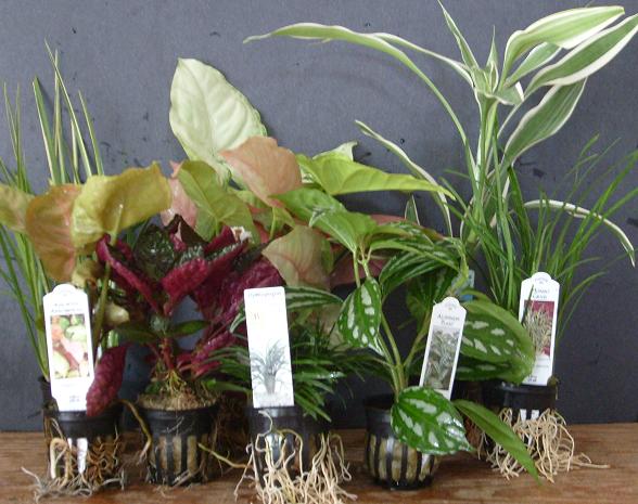Potted Terrarium & Bog Plants- Assorted 2" Pot