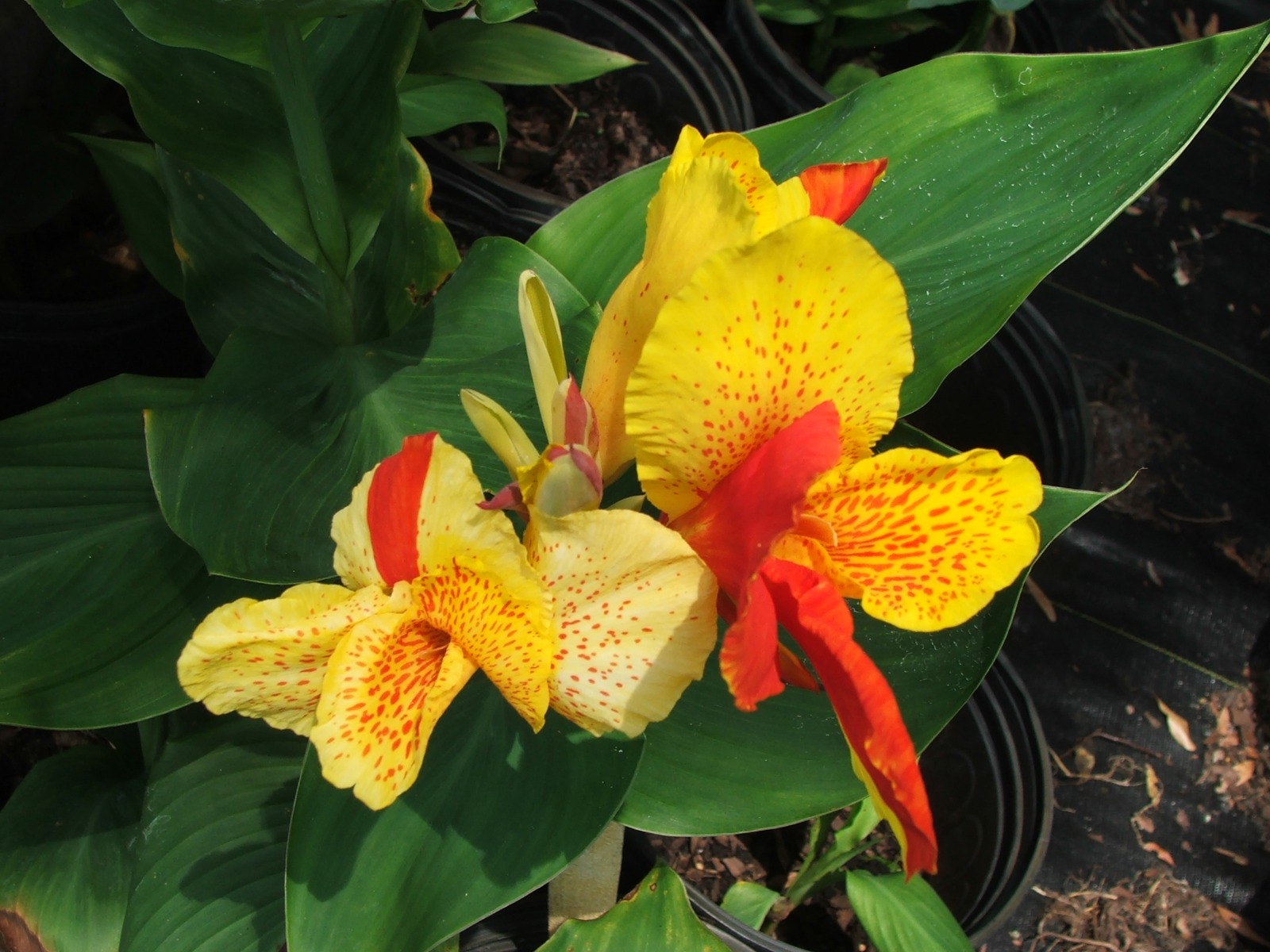 Canna- Cleopatra 2" Pot
