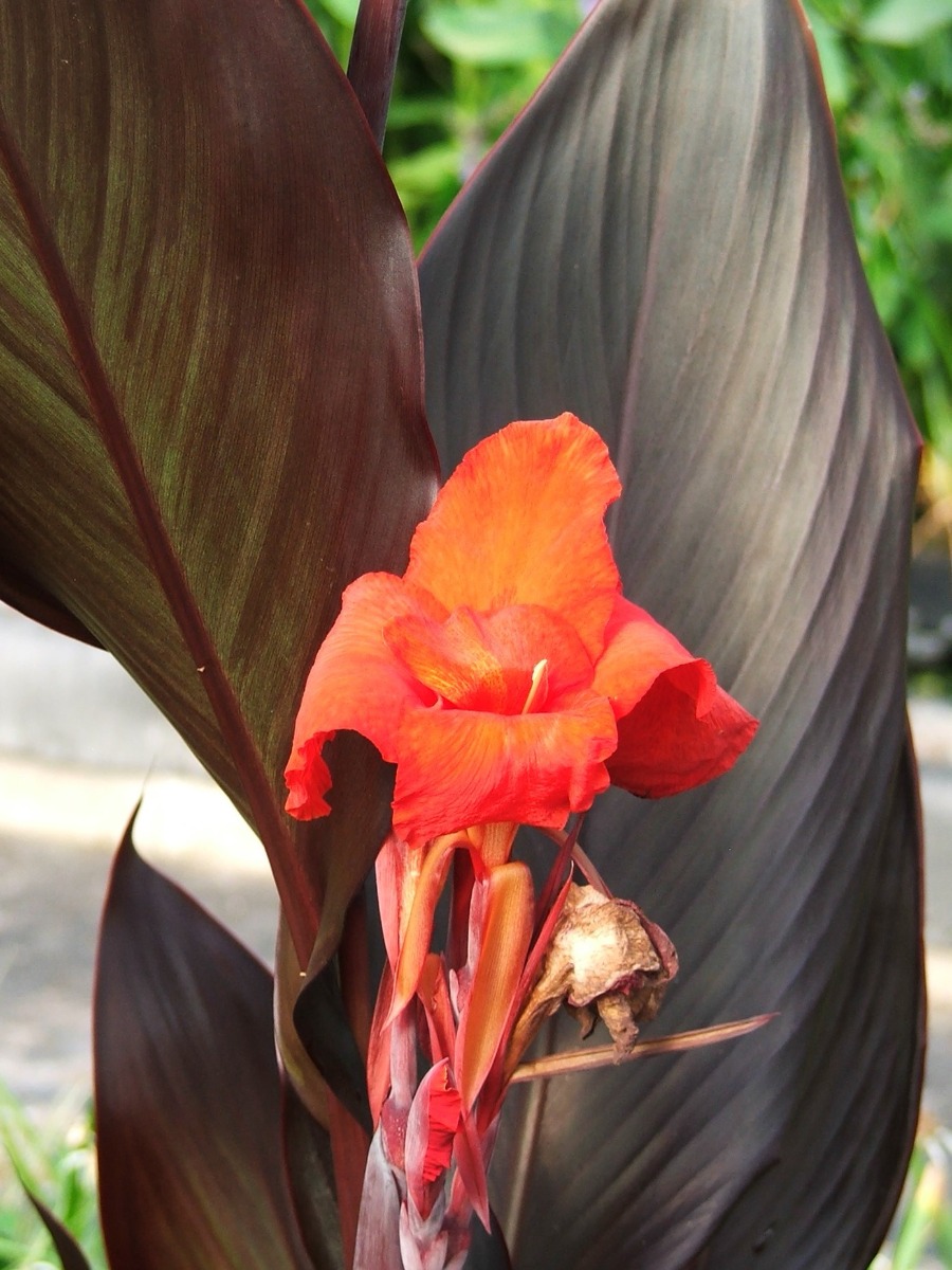 Canna- Australia (Red) 2" Pot