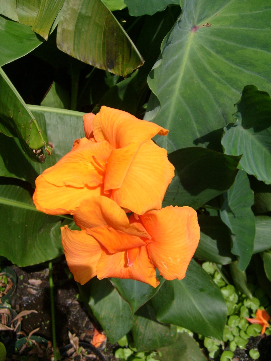Canna- Bengal Tiger 3.5" Pot