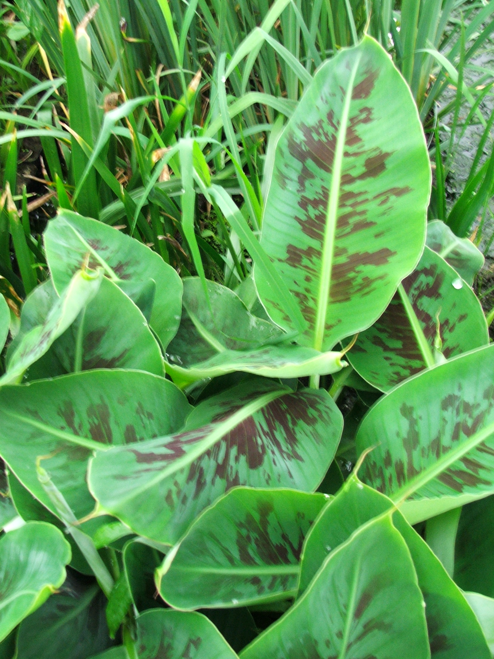 Banana - Dwarf Cavendish (Musa "Dwarf Cavendish" acuminata) 3.5" Pot