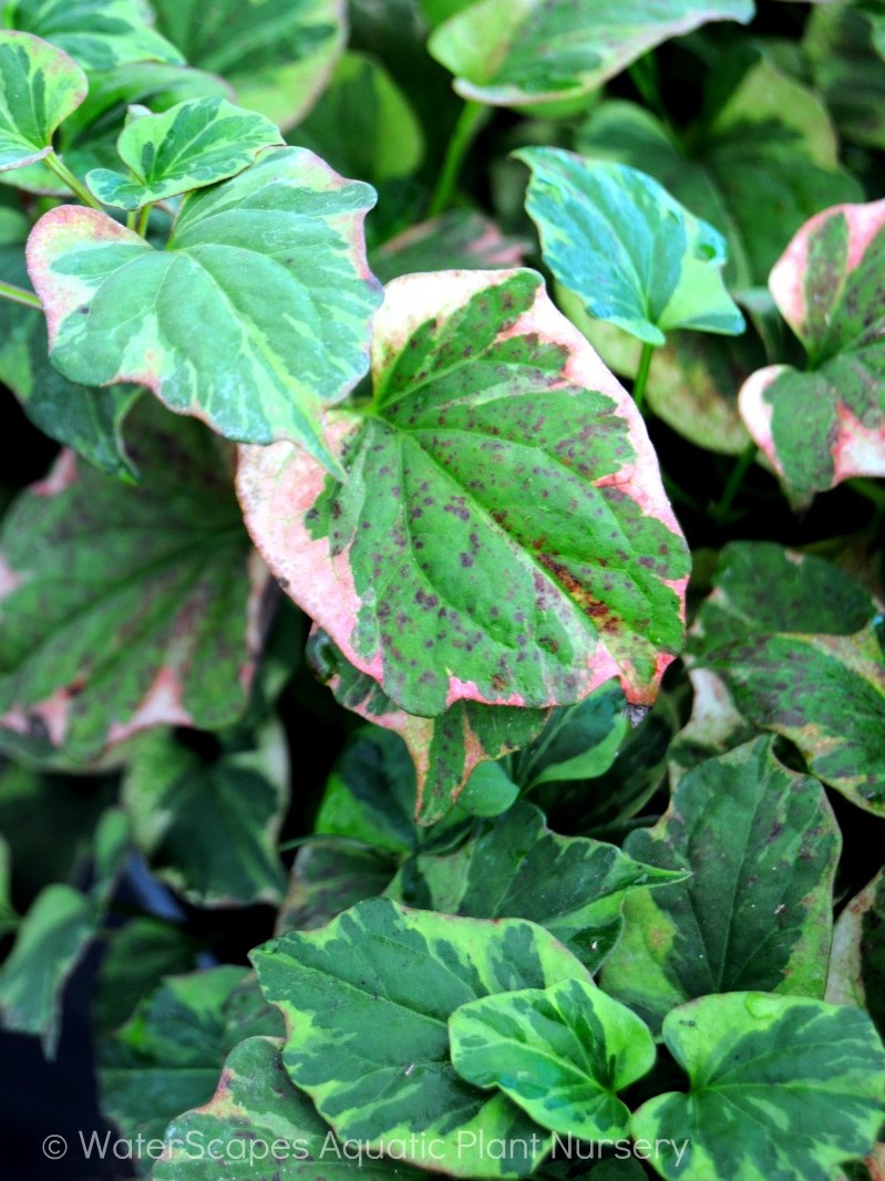 Chameleon Plant (Houttuynia cordata variegata) 2" Pot