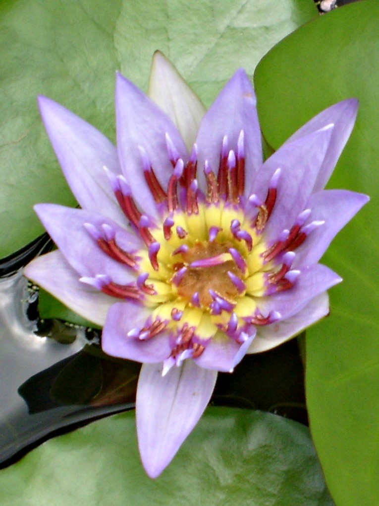 Colorata