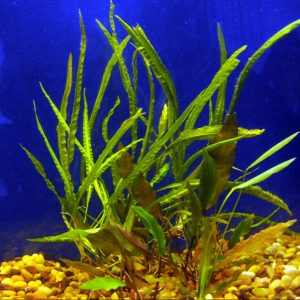 Cryptocoryne Assorted