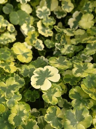 Pennywort- Variegated Crystal Ball (Hydrocotyle ranunculoides) 2" Pot