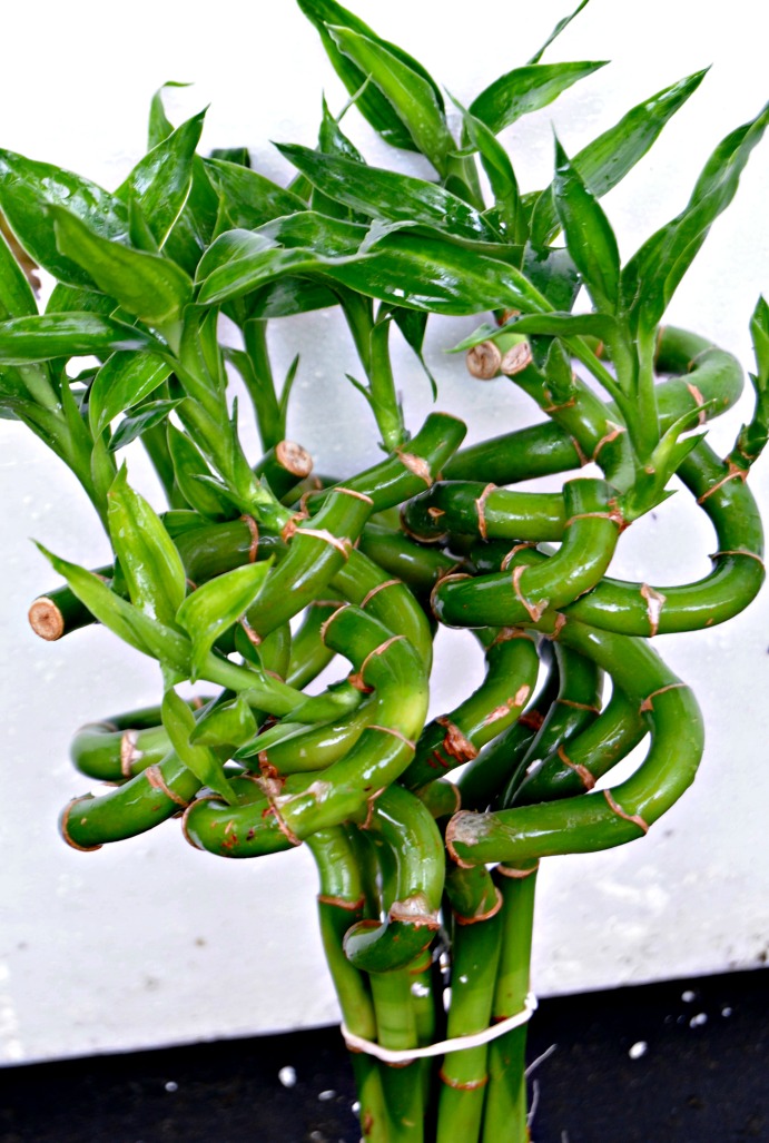 Bamboo Curly 6" (Dracaena sp.)