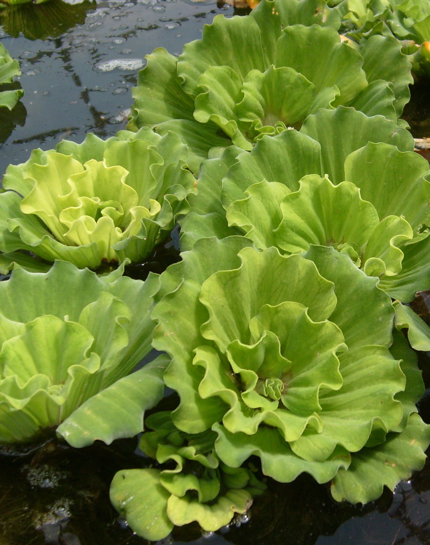 Water Lettuce Curly Leaf (Pistia sp)