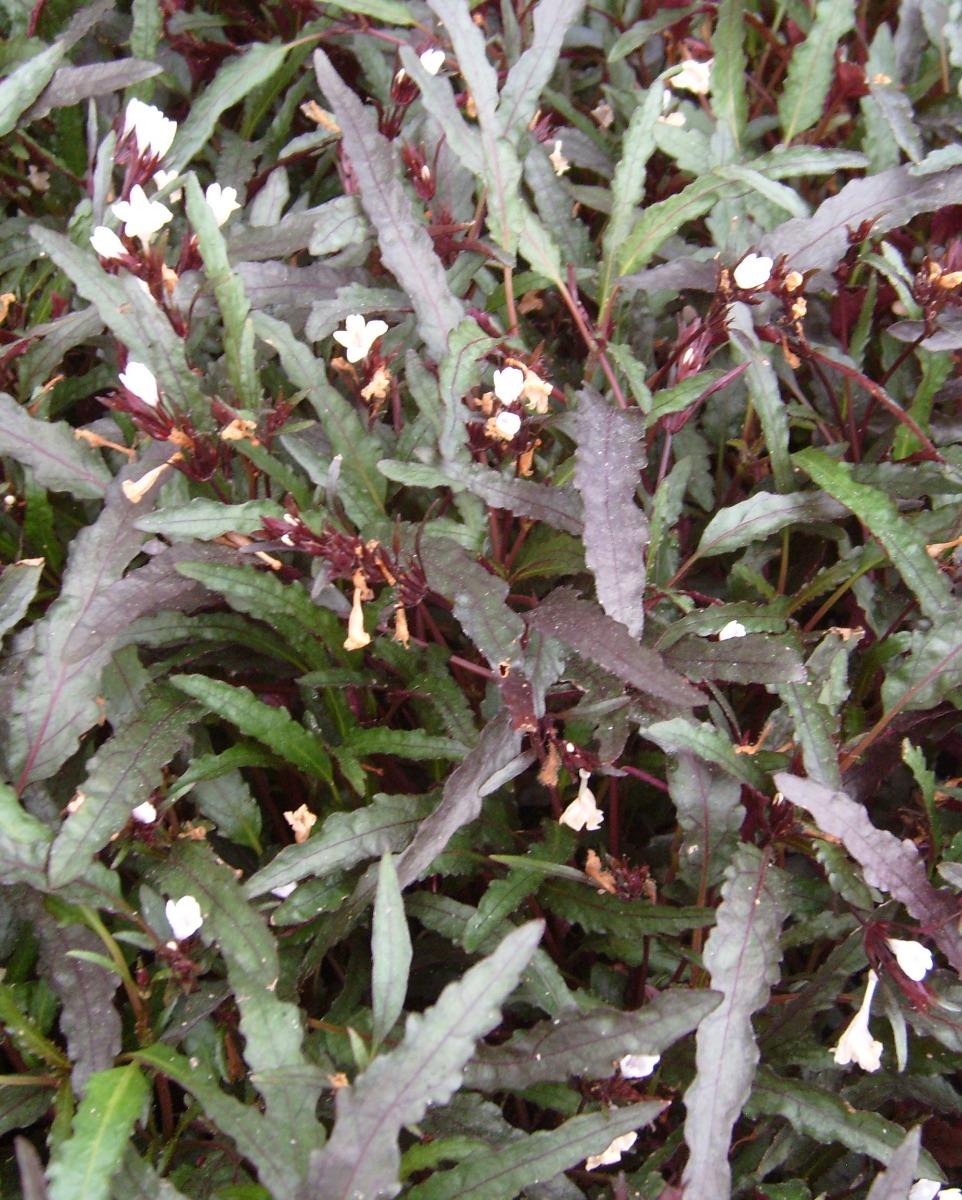 Dragon's Tongue "Flame" (Hemigraphis repanda)