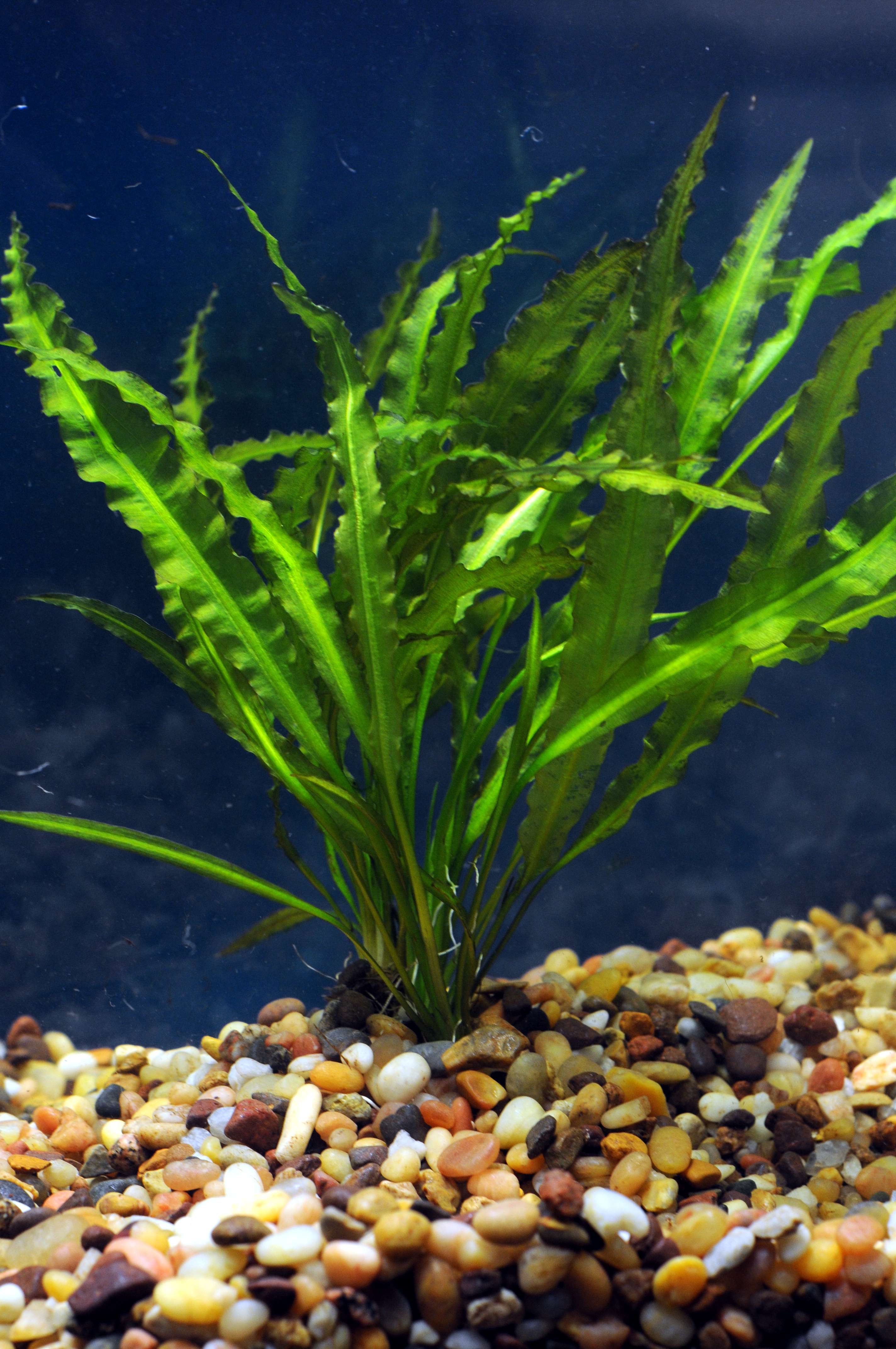 Aponogeton Crispus