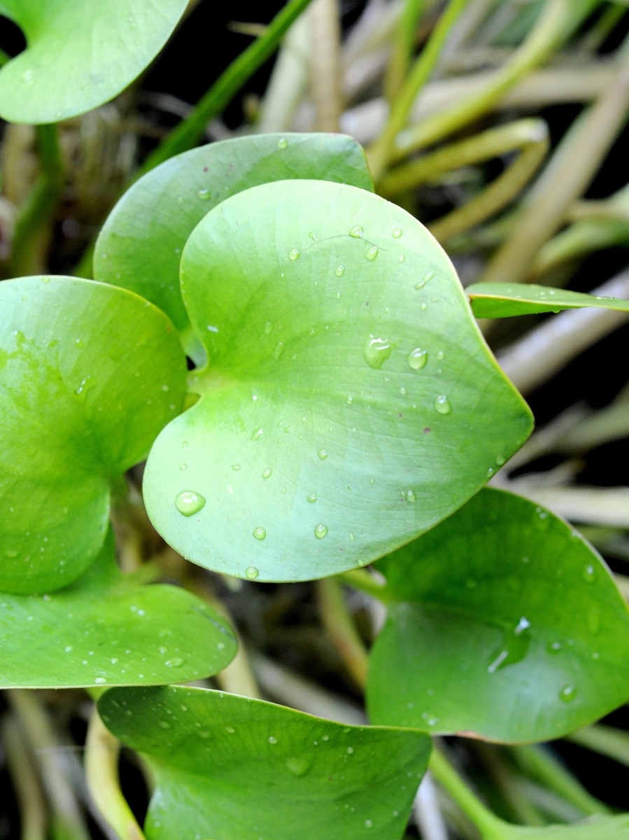 Frogbit (Limnobium spongia)
