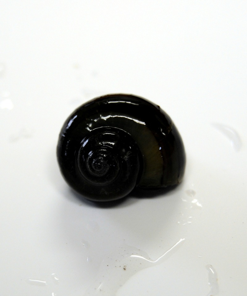 Black Mystery Snail (Pomacea bridgesii)