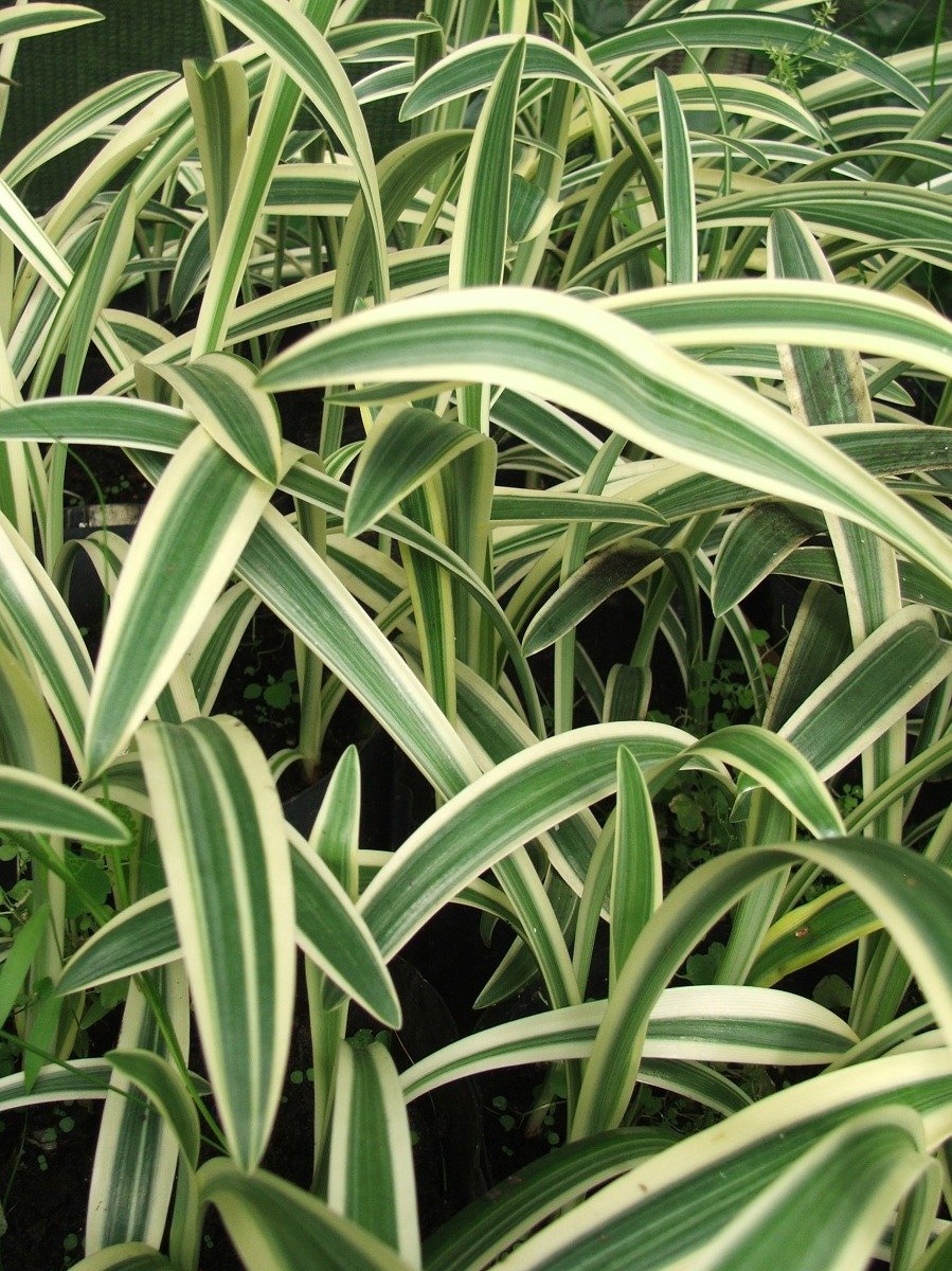Spider Lily- Variegated (Hymenocallis caribaea variegata) 2" Pot