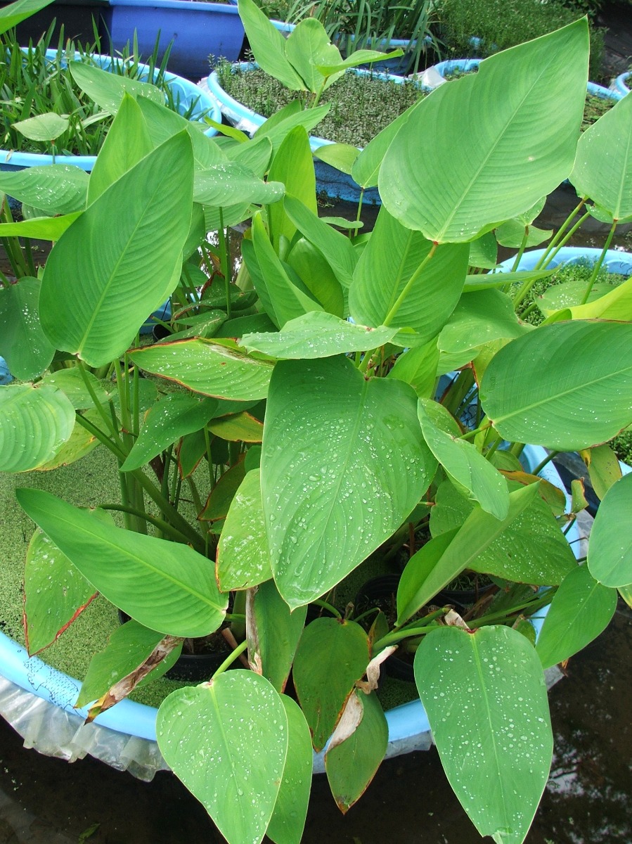Thalia (Thalia dealbata) 2" Pot