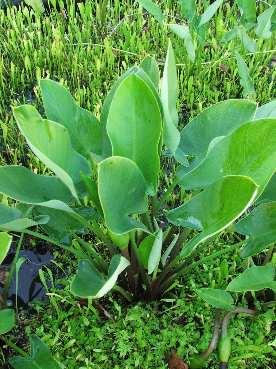 Arrow Arum (Peltandra virginica) 2" Pot