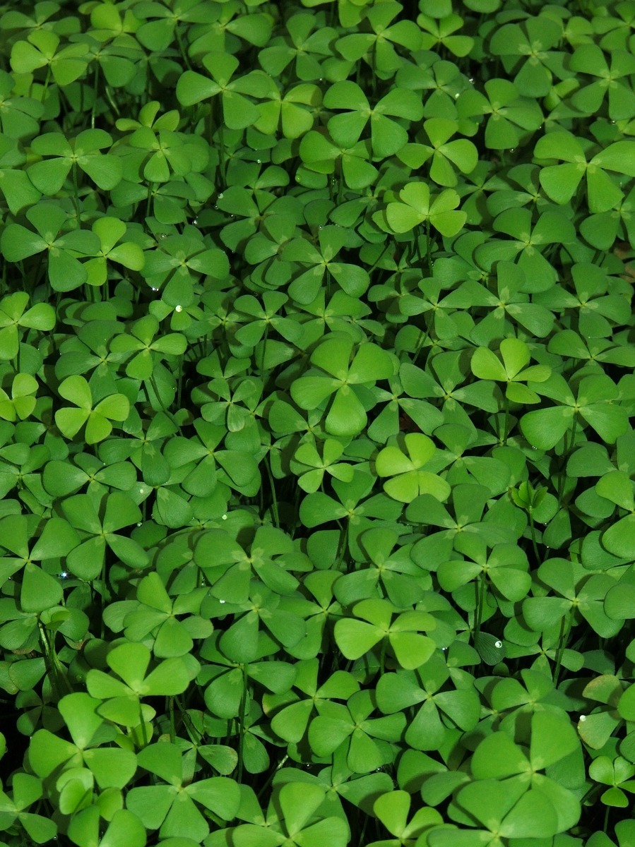 Clover- Four Leaf (Marsilea quadrifolia) 2" Pot