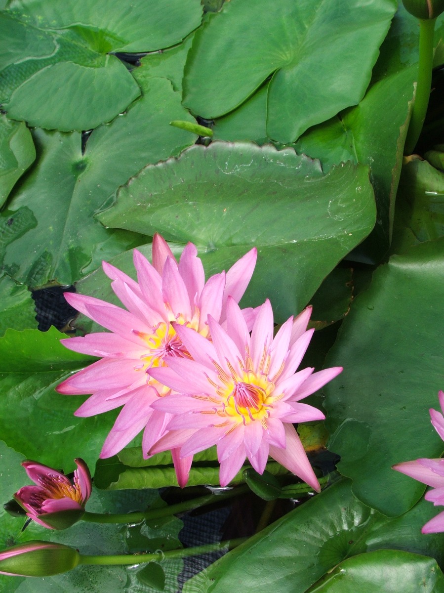 Pink Capensis