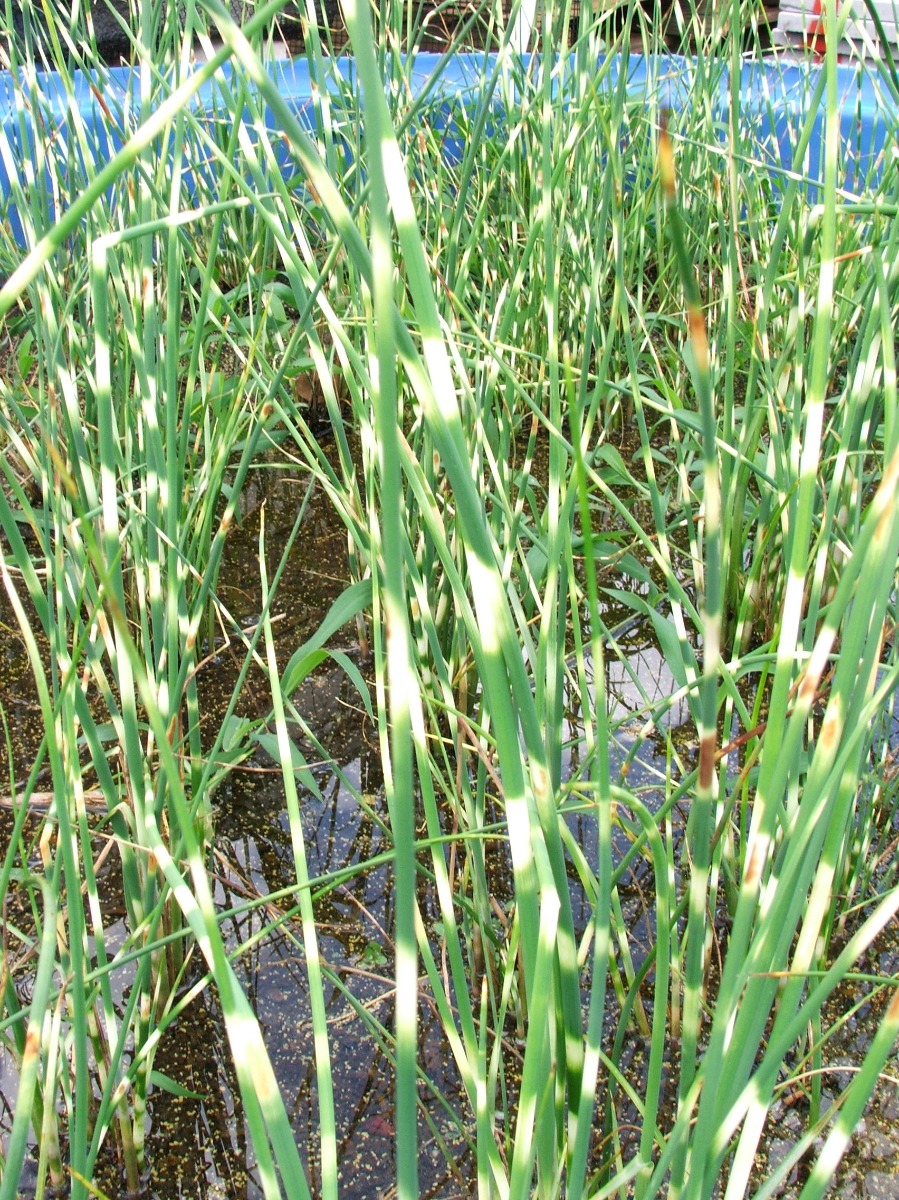 Rush- Zebra (Scirpus tabernae-montani "Zebrinus") 3.5" Pot