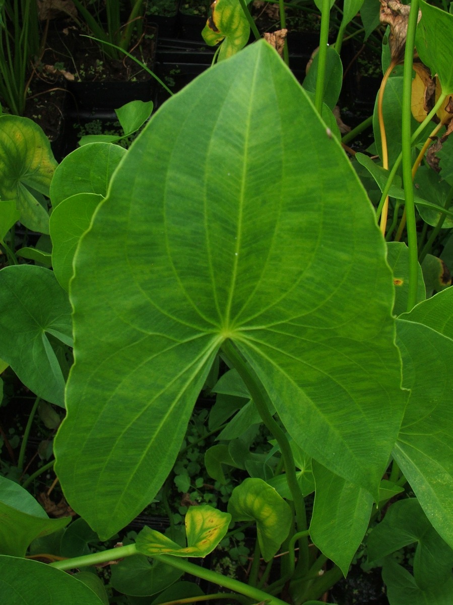 Arrowhead Sagittaria (Sagittaria latifolia) 2" Pot