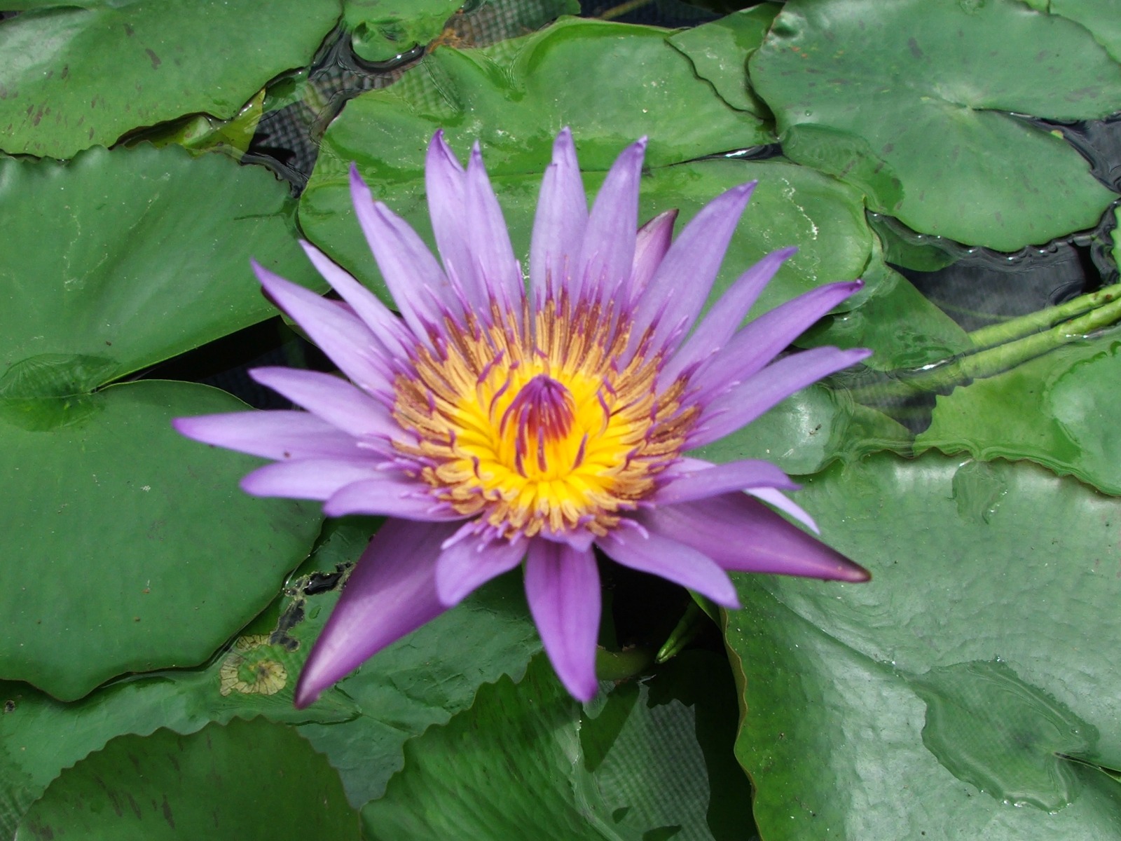 Blue Capensis