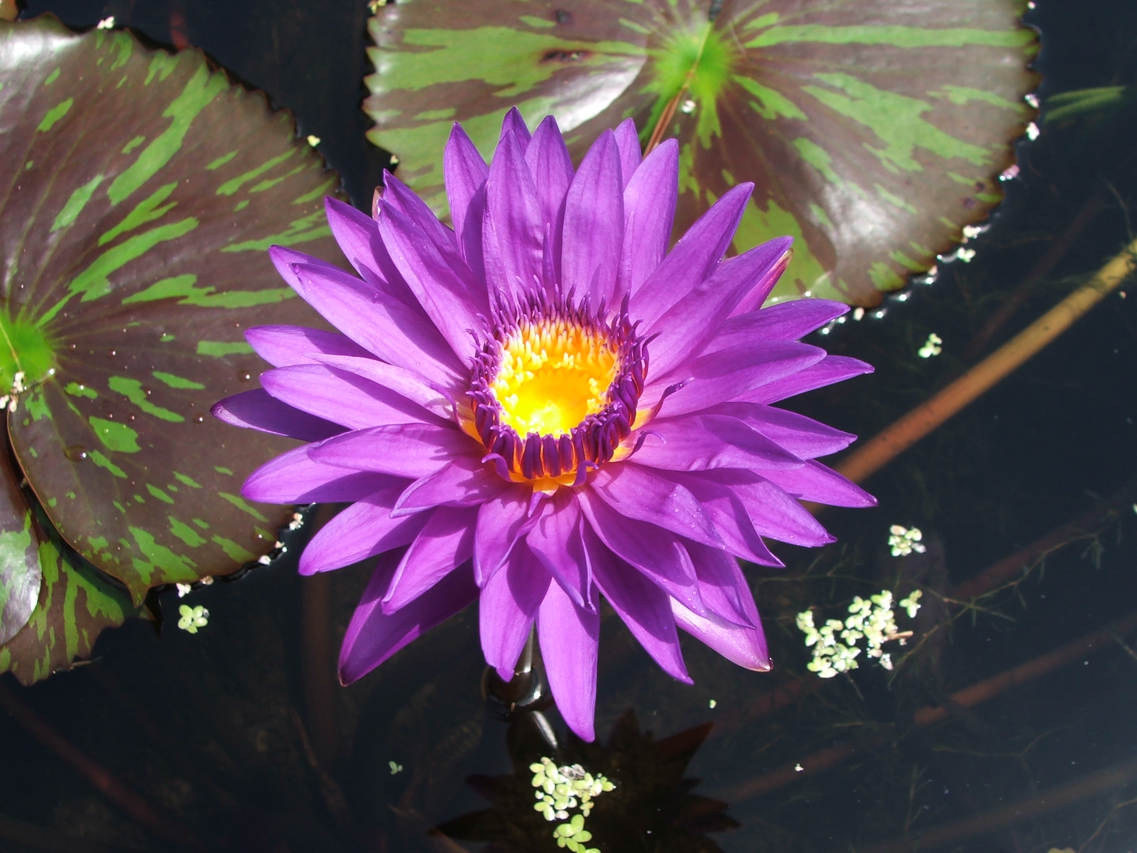 Star of Zanzibar