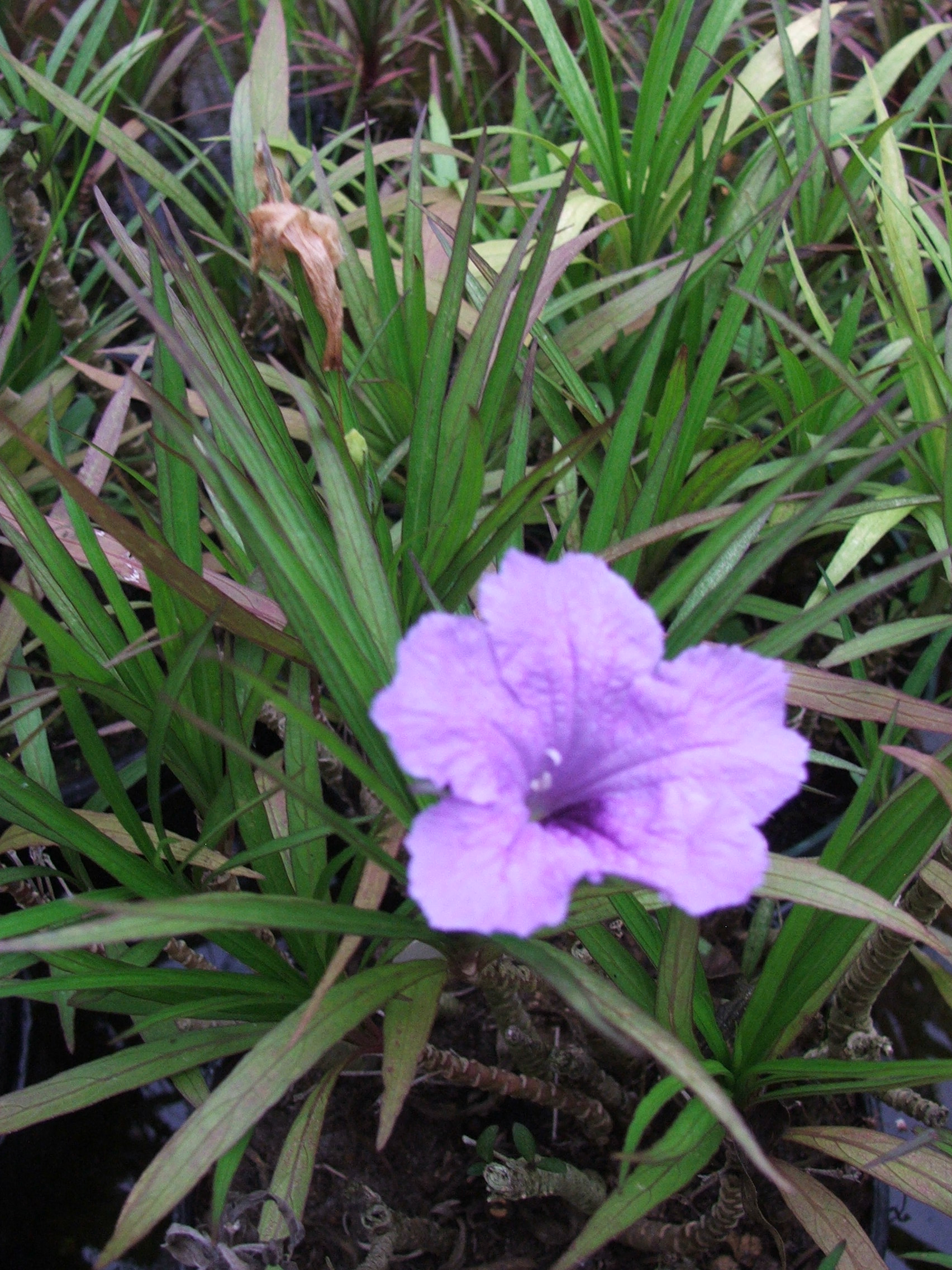 Bluebell- Dwarf Blue (Ruellia brittoniana 'Dwarf Blue') 2" Pot