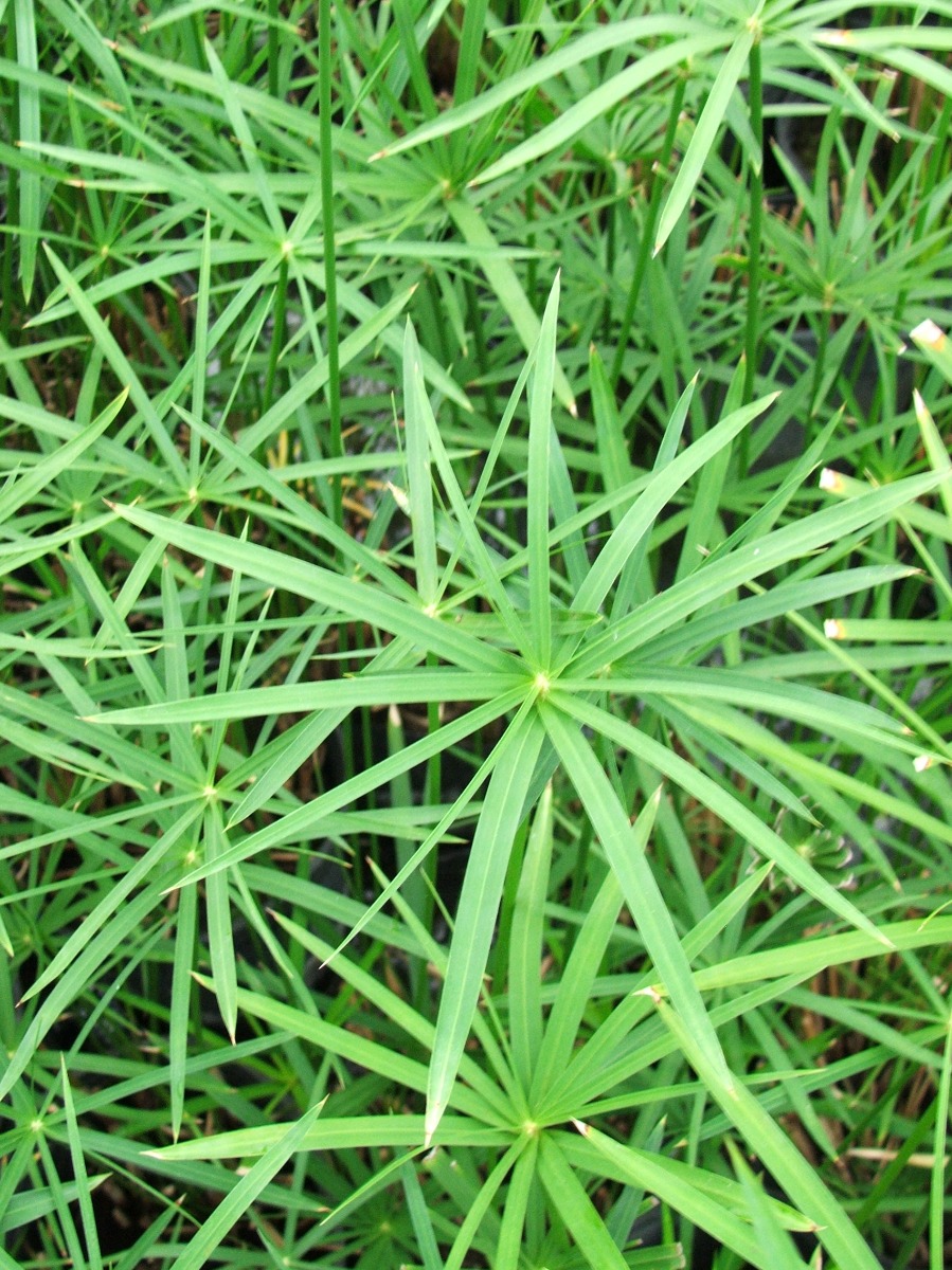 Papyrus- Umbrella Palm Dwarf (Cyperus alternifolius) 2" Pot