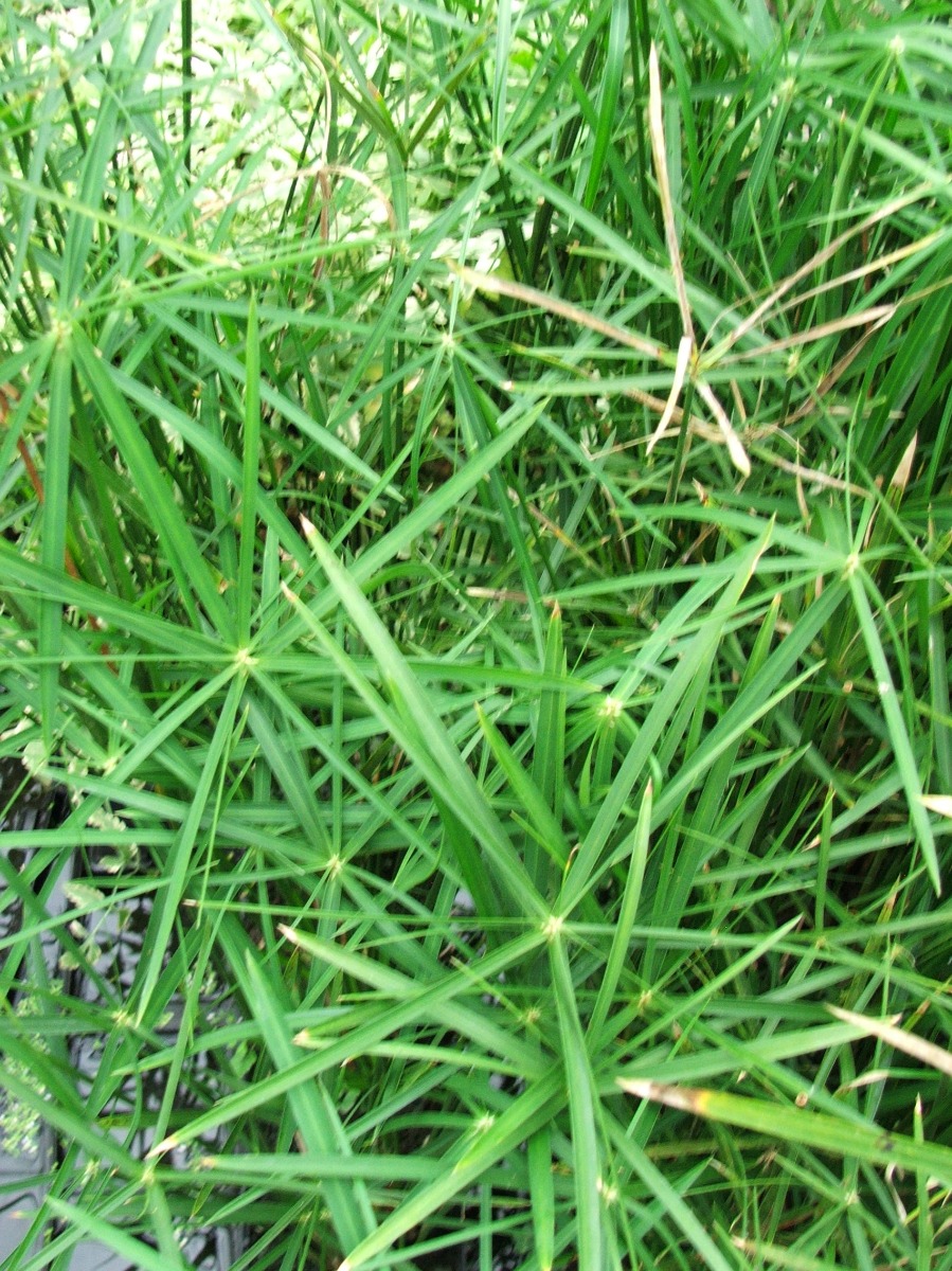 Papyrus- Umbrella Palm Graceful (Cyperus alternifolius gracilis) 2" Pot